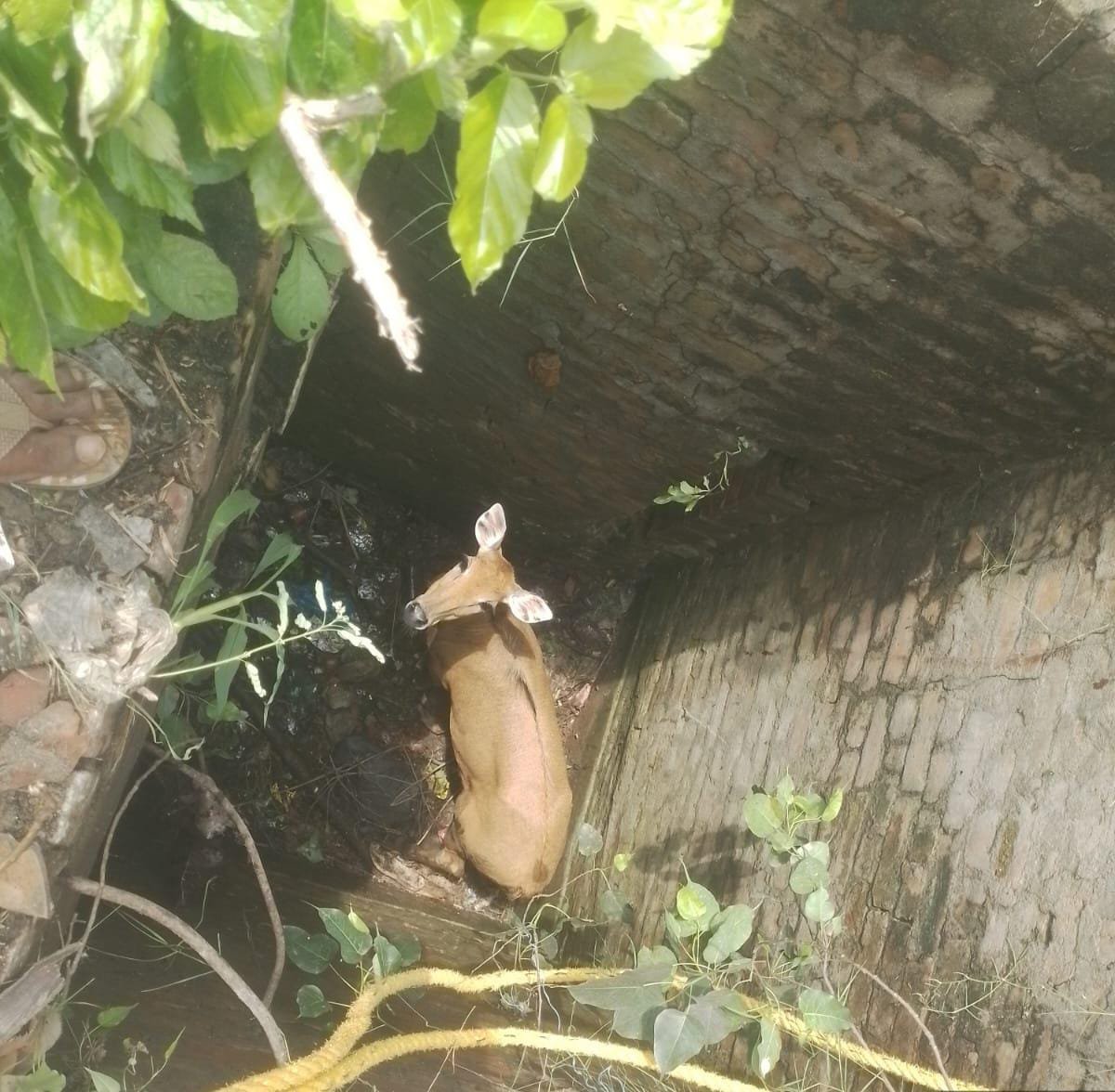 up-nilgai-rescue-operation